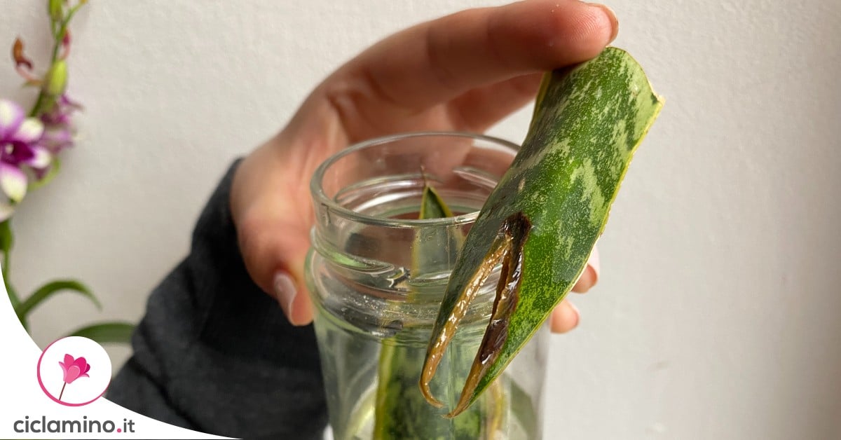 3 Problemi che puoi riscontrare quando moltiplichi la Sansevieria in acqua