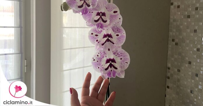 orchidea-luogo-buio