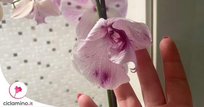 orchidea-si-stanno-seccando-fiori