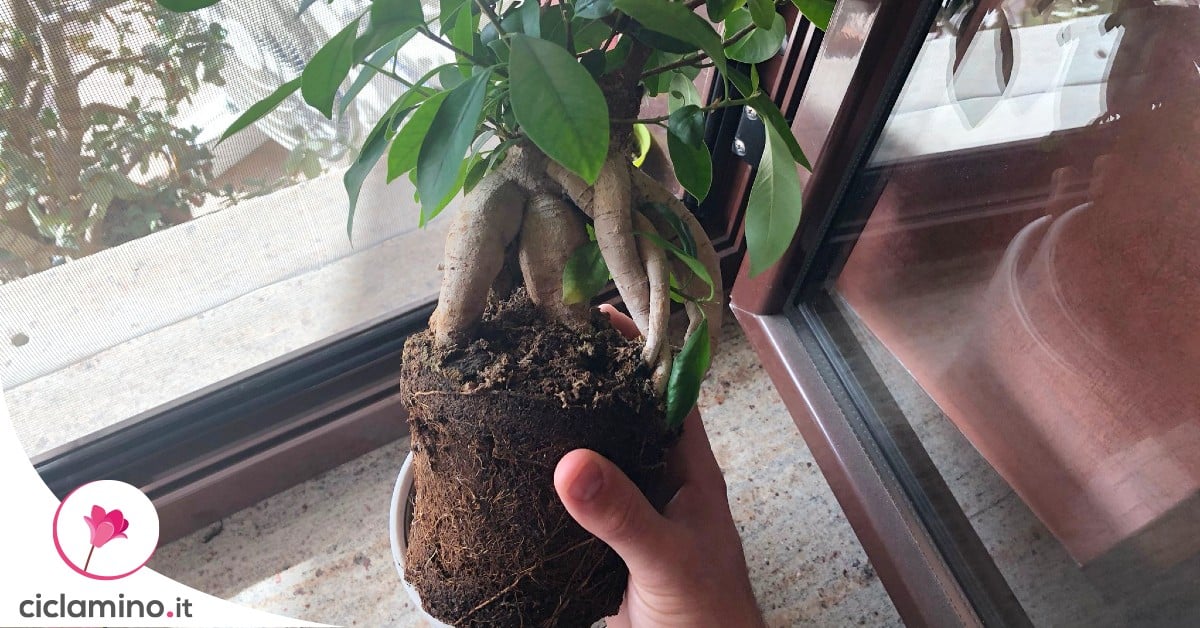 Sai quando Rinvasare il Ficus Bonsai? Questi i Segnali che ti dicono di