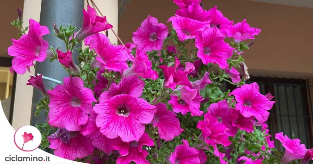 stimolare-fioritura-petunia-metodi