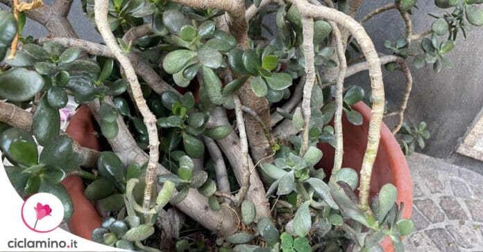 albero-di-giada-rami-cadenti-cause