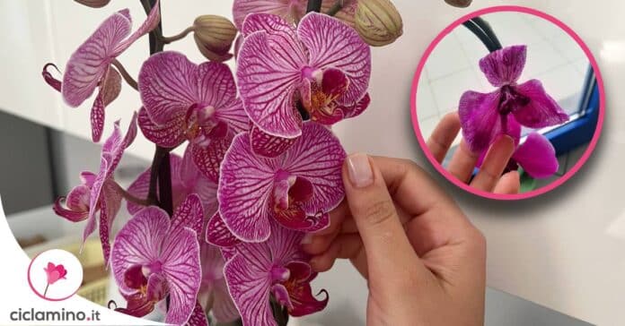 capire-orchidea-termine-fioritura