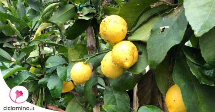consigli-cura-limone-guida