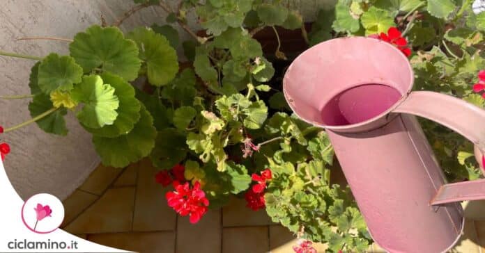 innaffiare-geranio-caldo-estate