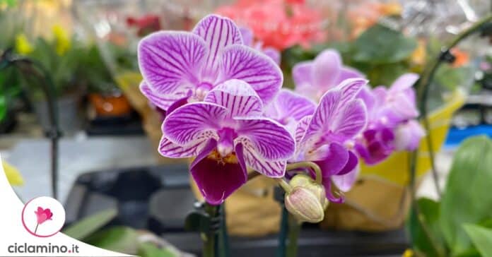 orchidea-fiorita-agosto-metodi