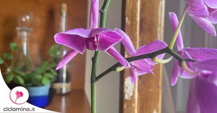 orchidea-soffre-caldo-estate