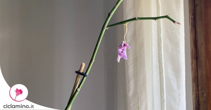 orchidea-sta-sfiorendo-cause