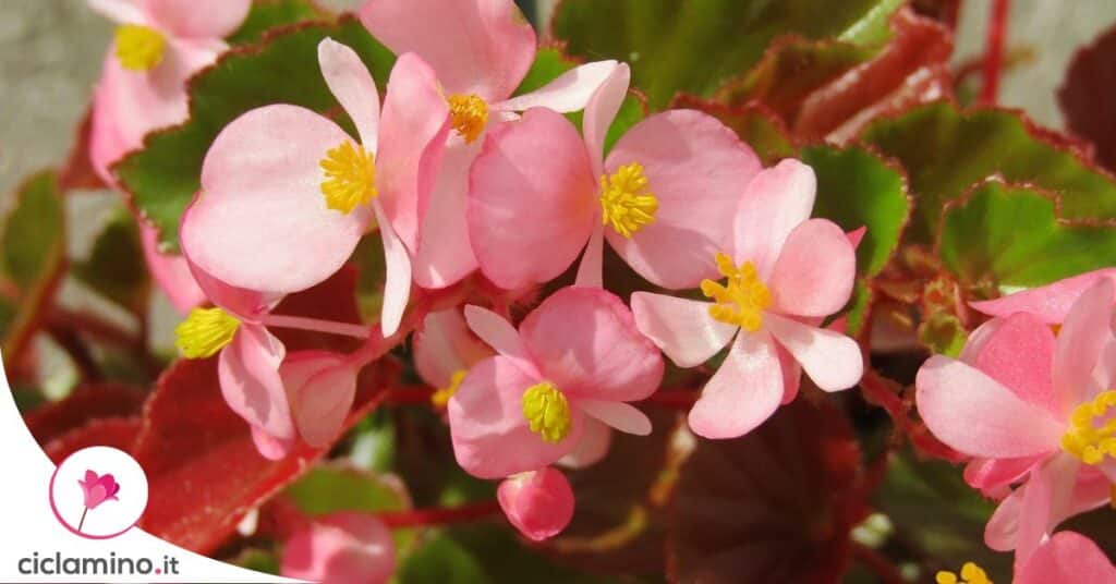 proteggere-begonia-caldo-estate