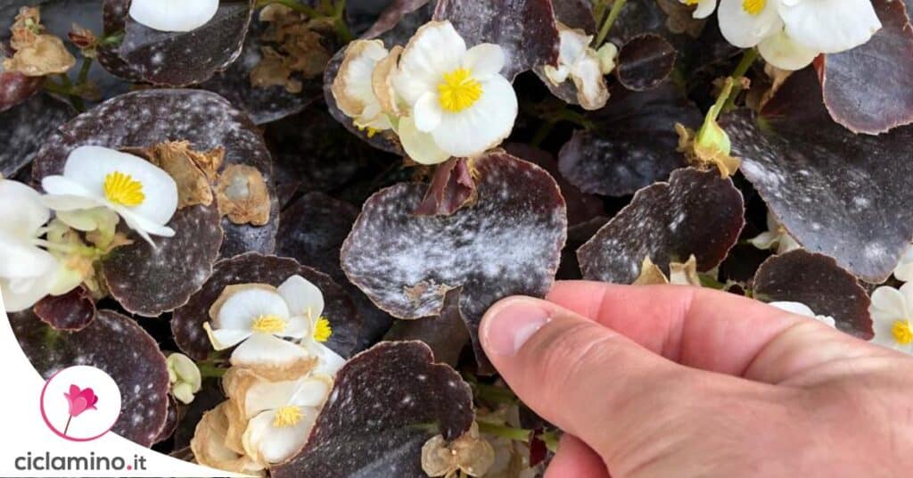 begonia-macchie-bianche-foglie