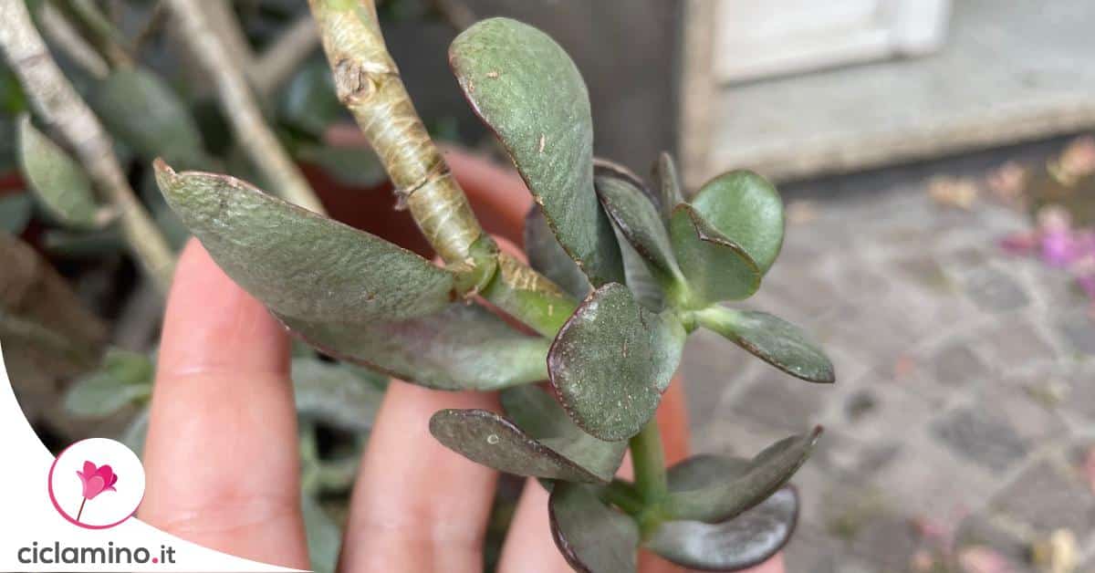 Come prendersi cura dell'albero di Giada, consigli utili