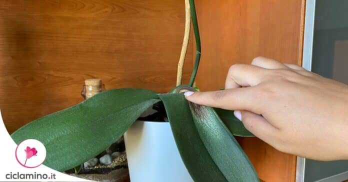 orchidea-foglie-fiori-secchi