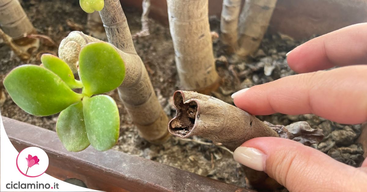 Cosa fare quando l'Albero di Giada ha dei Rami rinsecchiti e vuoti