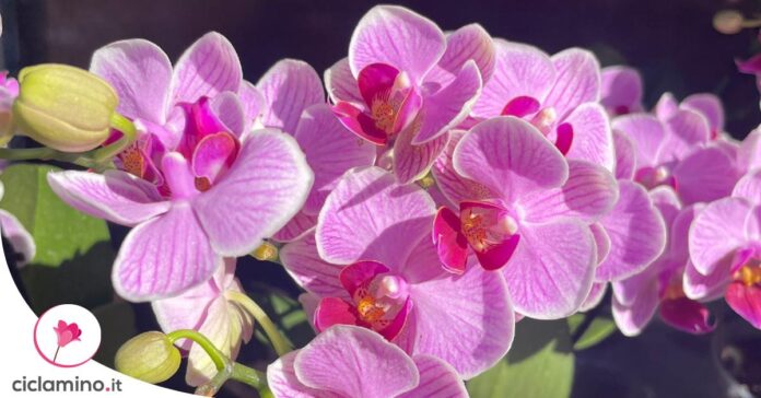 come-curare-phalaenopsis-autunno