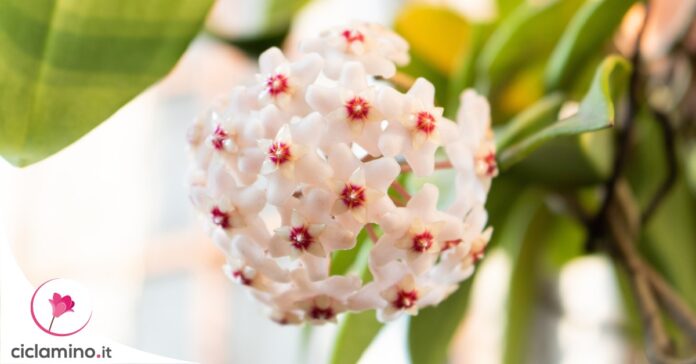 come-far-fiorire-hoya