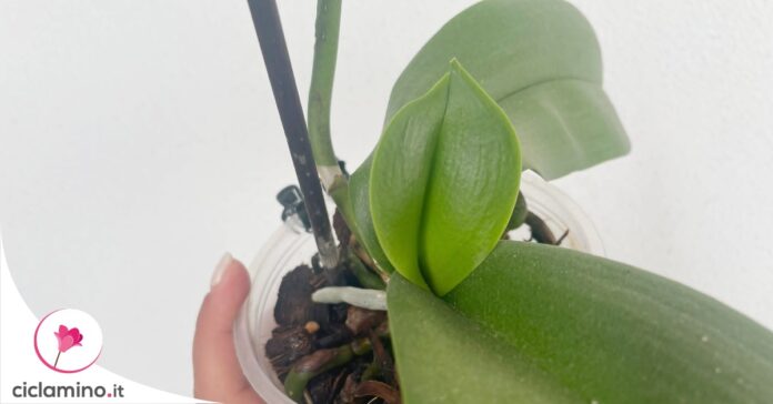 come-stimolare-foglie-nuove-phalaenopsis-metodi