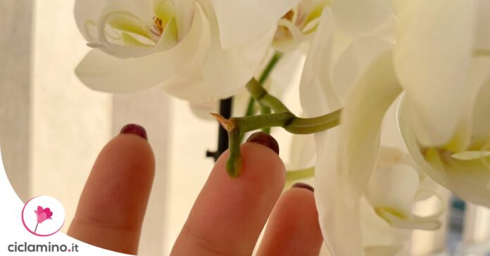 cura-orchidea-ottobre-nuovi-boccioli