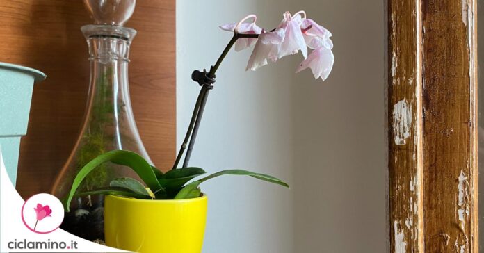 curare-orchidea-autunno-regole