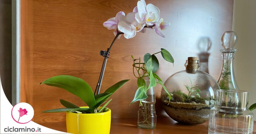 curare-orchidea-phalaenopsis-autunno