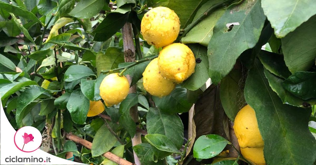 2 Rami Di Limoni Artificiali Con Frutti In Plastica - Pianta Finta Lunga 52 Cm Per Decorazione Porta E Davanzale