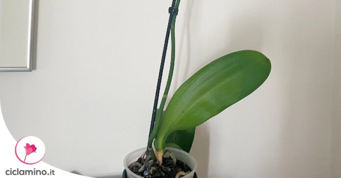 orchidea-crescita-blocata