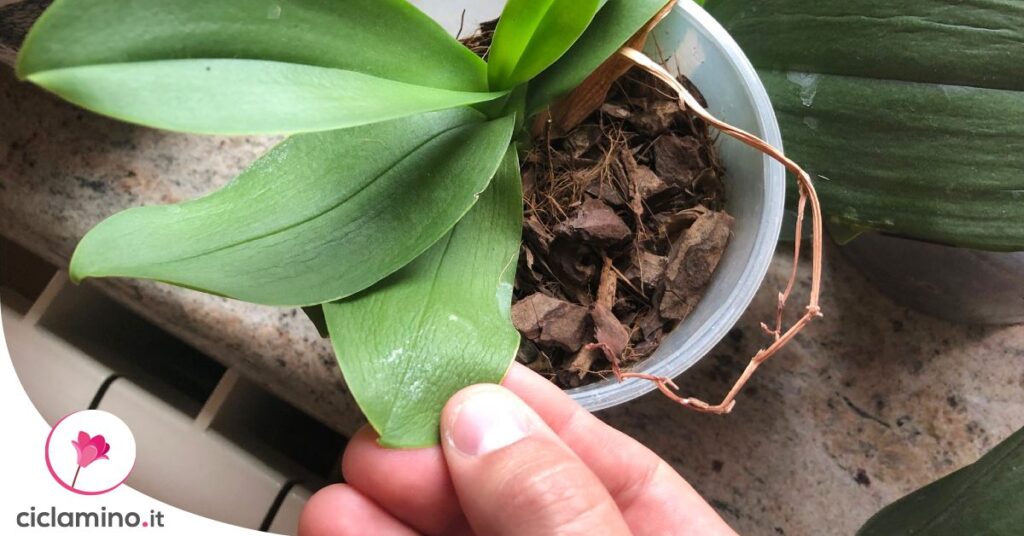 orchidea-foglie-rugose-cause