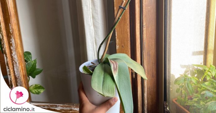 orchidea-viva-o-morta