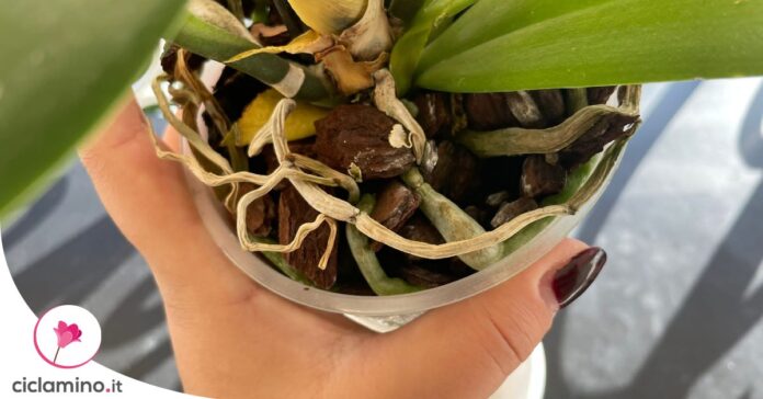 phalaenopsis-cosa-fare-radici-fuori-vaso