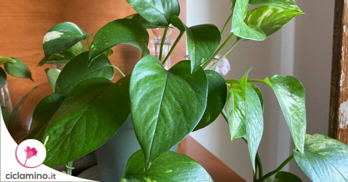pothos-metodi-chioma-folta