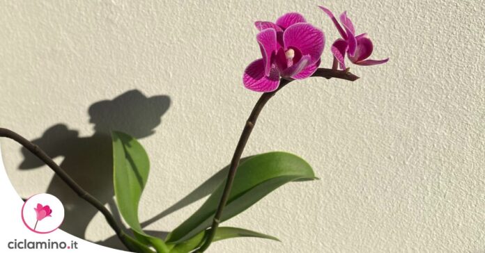 prolungare-fioritura-orchidea-autunno