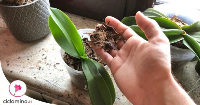 quando-cambiare-substrato-orchidea