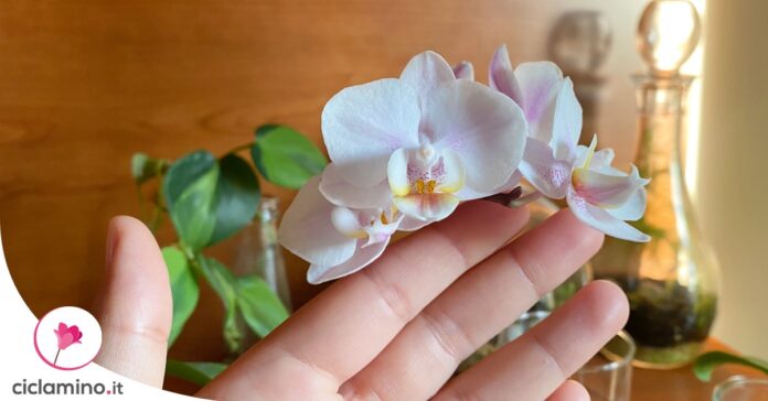 requisiti-cura-phalaenopsis-settembre
