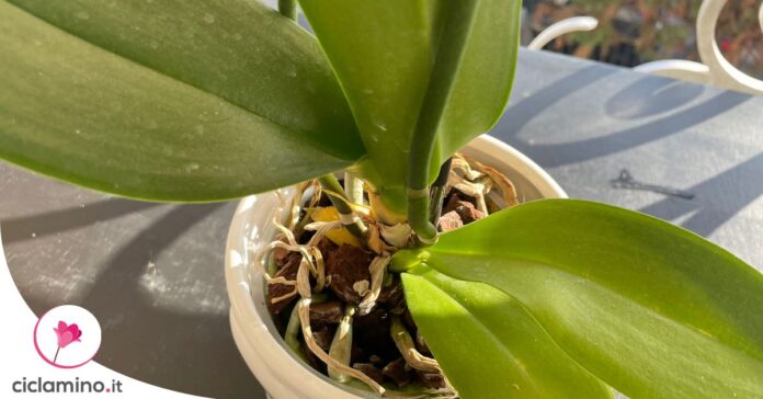 capire-quando-cambiare-vaso-orchidea