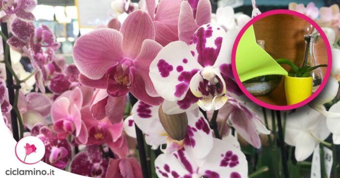 capire-quando-innaffiare-orchidea-metodo