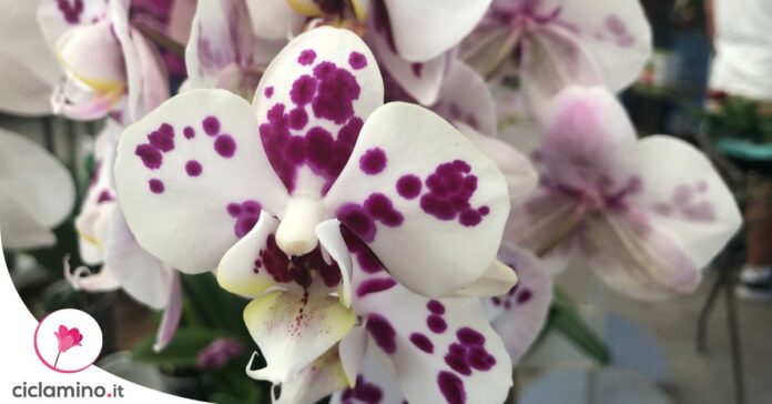 caratteristiche-ambiente-orchidea