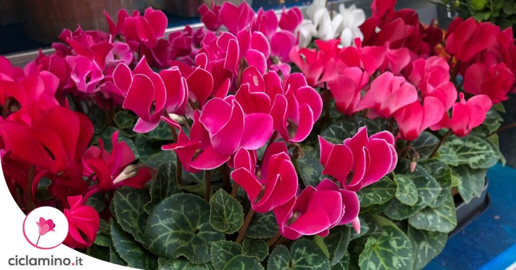 come-curare-ciclamino-mini