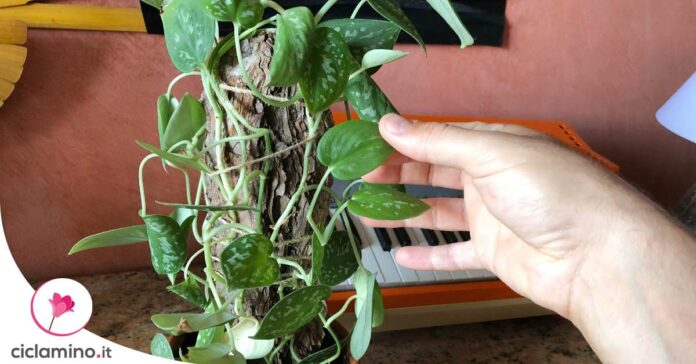 far-arrampicare-pothos-corteccia