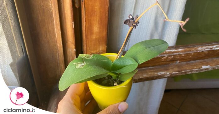 far-riprendere-orchidea-colpo-freddo
