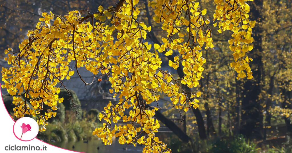 ginkgo-biloba