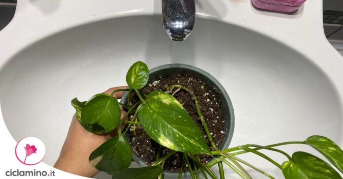 Lava il tuo Pothos in Lavandino se mostra questi 4 Segni su foglie e terriccio