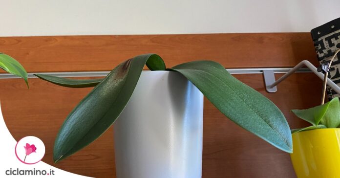 orchidea-foglie-cadenti-cause
