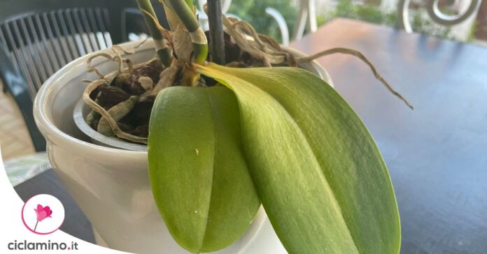 orchidea-sta-ingiallendo-foglie