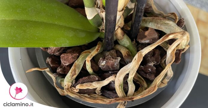 segni-marciume-radici-phalaenopsis