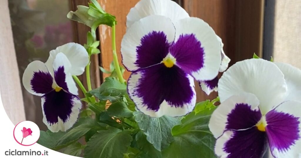 stimolare-tanti-fiori-viola
