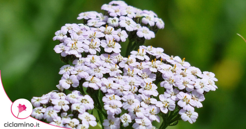 achillea