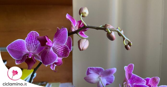 consigli-curare-orchidea-inverno
