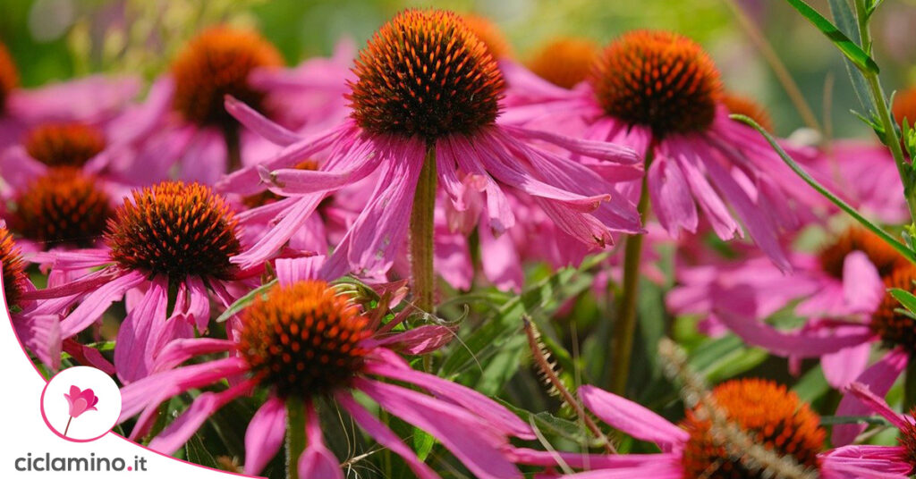 echinacea