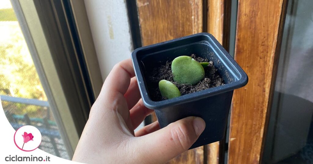 far-germogliare-albero-di-giada