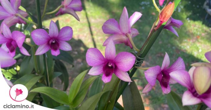giorno-nascita-orchidea