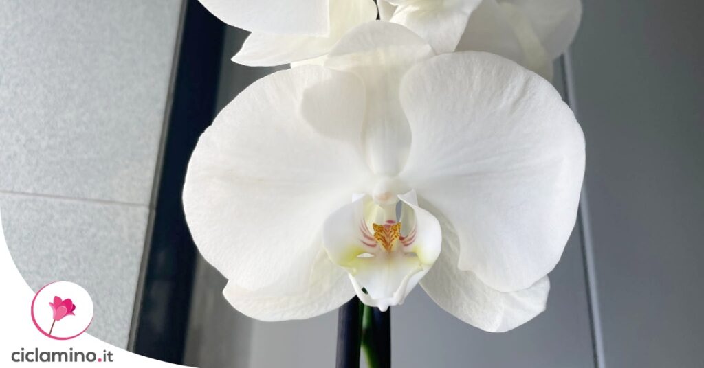 orchidea-fioritura-fuori-stagione